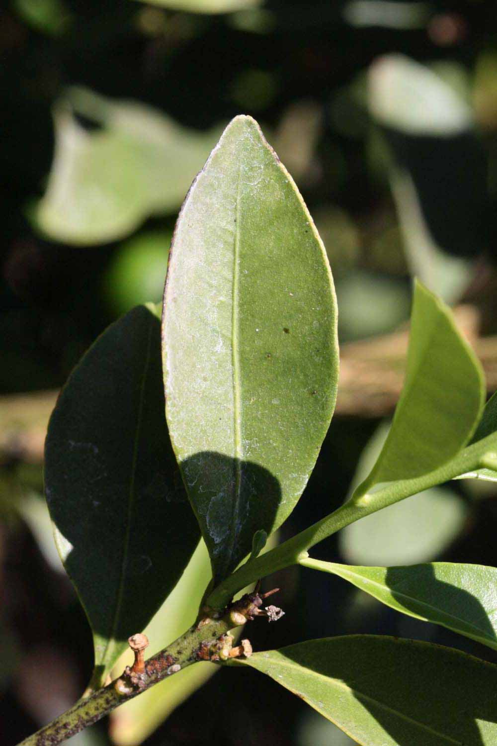              Unifoliolate leaf (Riverside, CA)       